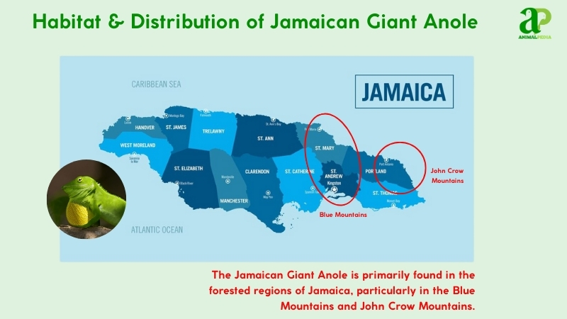 Habitat and distribution of Jamaican Giant Anole