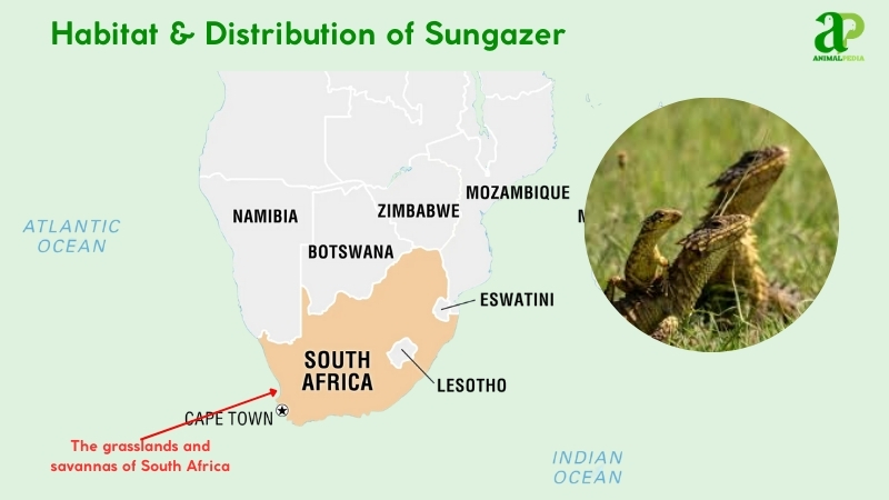 Habitat and distribution of Sungazer