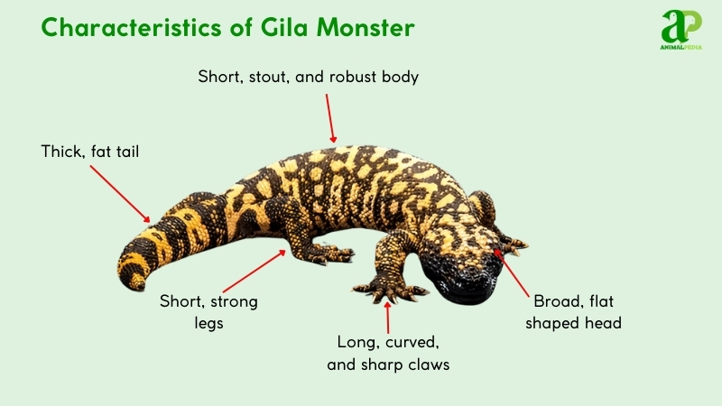 Main characteristics of the Gila Monsters