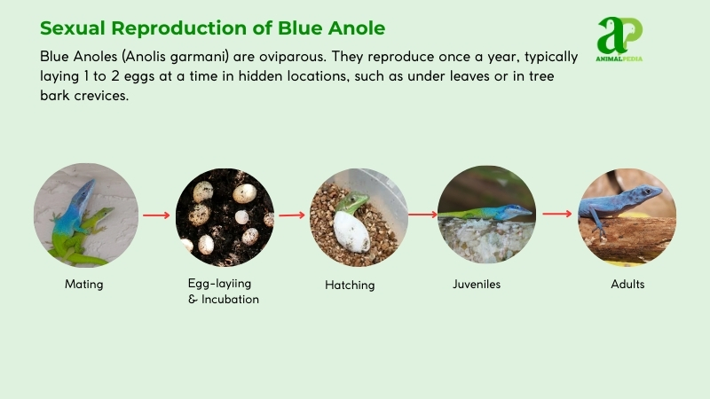 Sexual Reproduction of Blue Anole