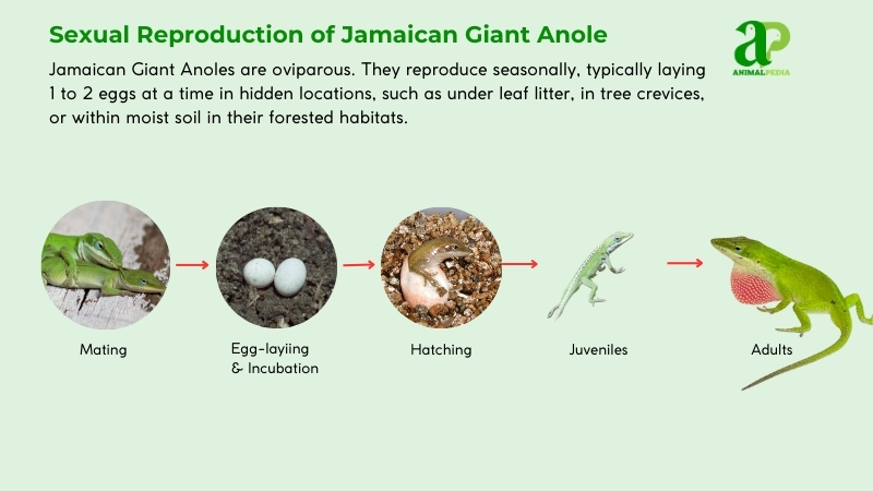 Sexual Reproduction of Jamaican Giant Anole