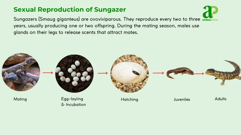 Sexual Reproduction of Sungazer