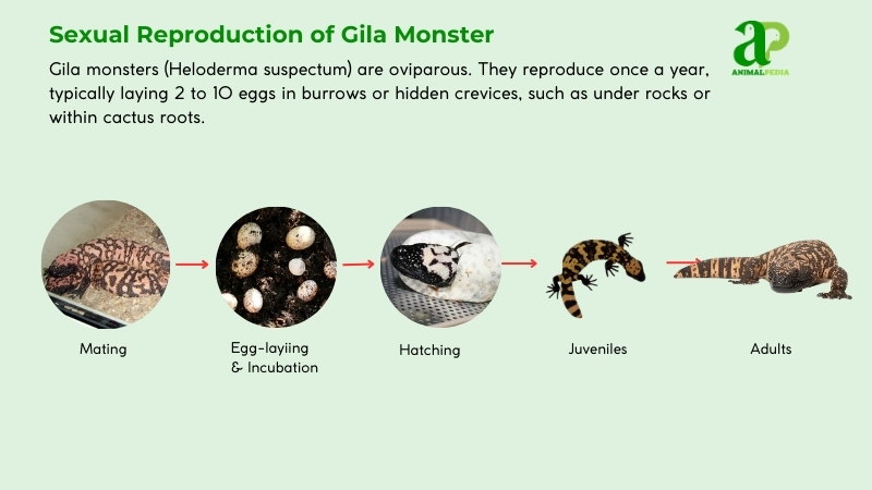 Sexual reproduction of Gila Monster
