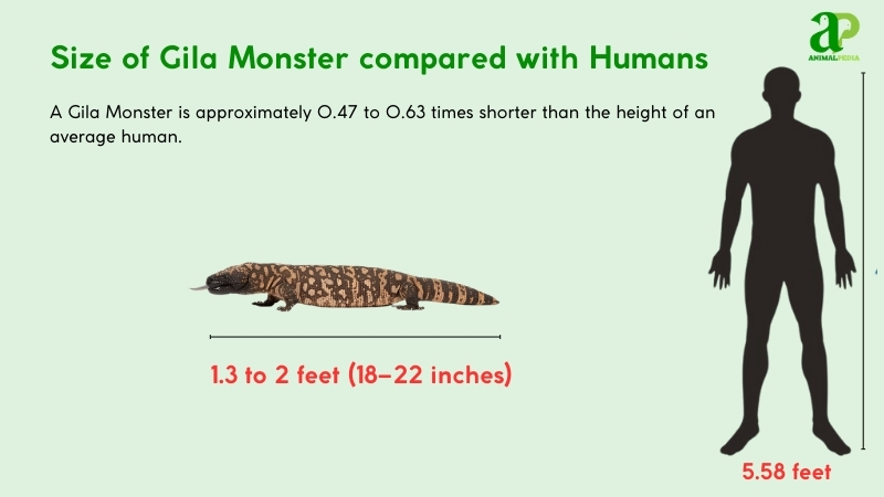 Size of Gila Monsters compared with humans