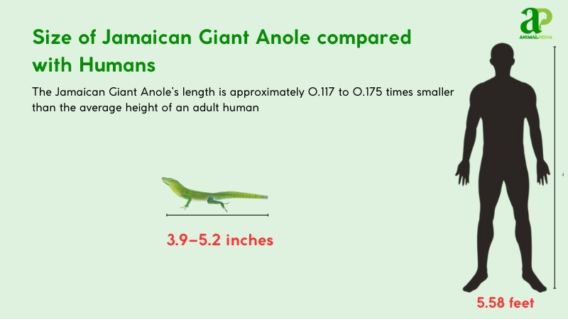 Size of Jamaican Giant Anole compared with humans