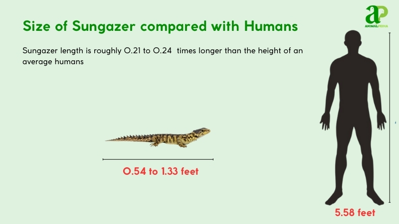 Size of Sungazer compared with humans