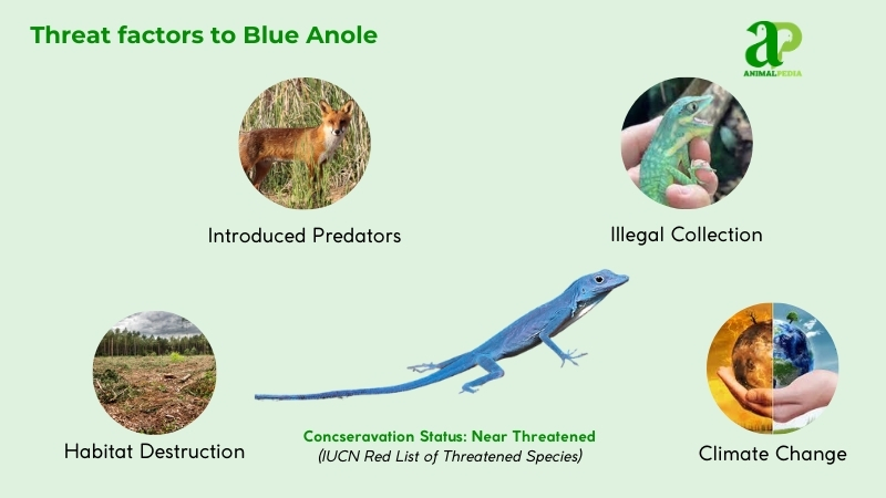 Threat factors to Blue Anole