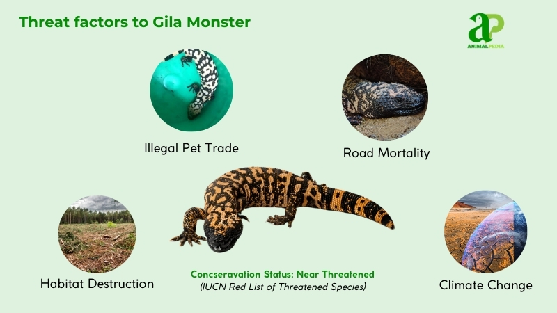 Threat factors to Gila Monster