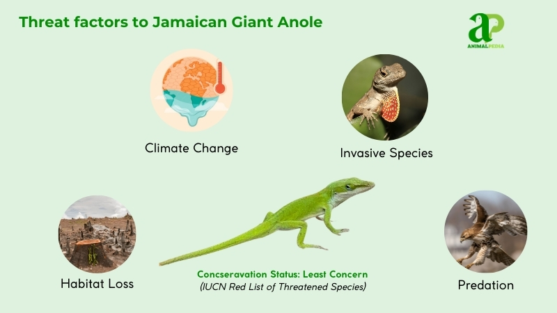 Threat factors to Jamaican Giant Anole