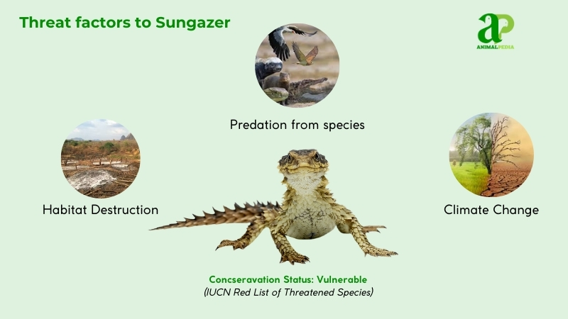 Threat factors to Sungazer