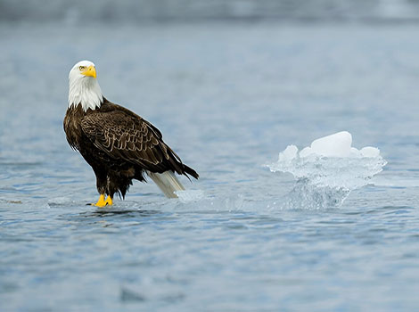 Bald eagle wingspan and sharp vision