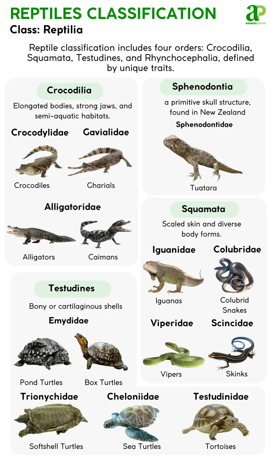 reptiles classification