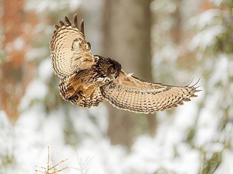 Eurasian eagle owl large size and nocturnal vision