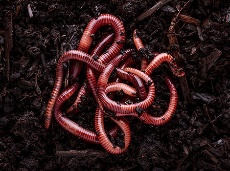 Earthworm segmented body and burrowing behavior