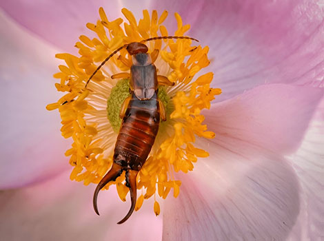 Earwig forceps and defensive posture