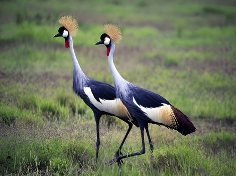 East African crowned crane golden crest and elegant posture