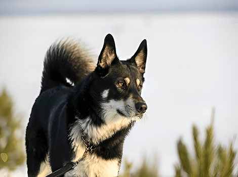 East Siberian Laika thick coat and curled tail