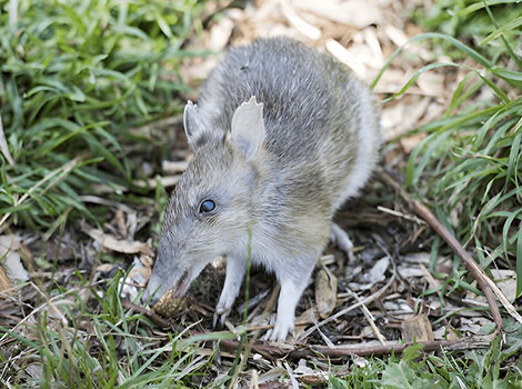 Eastern barred bandicoot foraging and nocturnal activity
