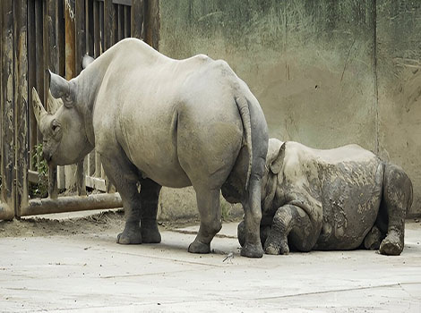 Eastern black rhinoceros browsing and horn adaptation