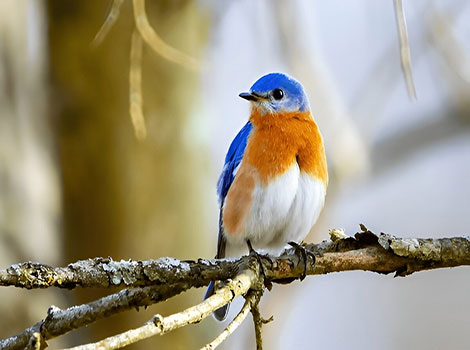 Eastern bluebird perched and colorful feathers