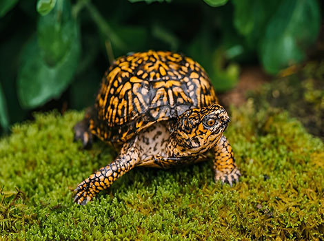 Eastern box turtle protective shell and camouflage