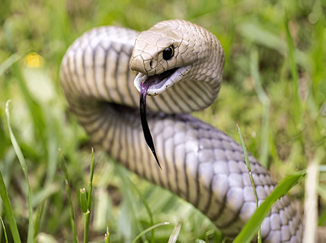 Eastern brown snake defensive stance and venomous nature