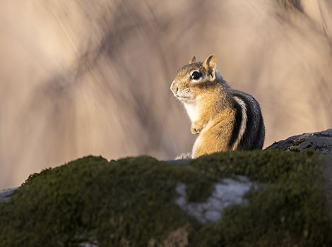 Eastern chipmunk stripes and food hoarding