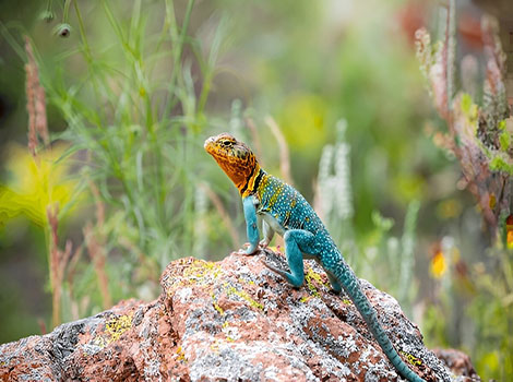 Eastern collared lizard basking and vibrant colors