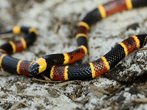 Eastern coral snake vibrant bands and warning colors
