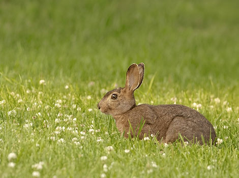 Eastern cottontail rabbit alert posture