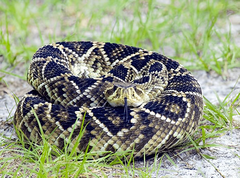 Eastern diamondback rattlesnake warning stance