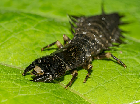 Eastern Dobsonfly with brown wings and extended mandibles