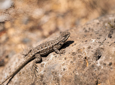 Eastern fence lizard male coloration and display