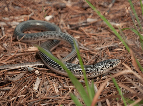 Eastern glass lizard legless body and regeneration
