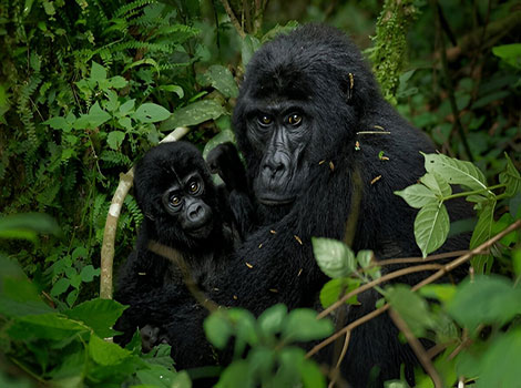 Eastern gorilla silverback and powerful build