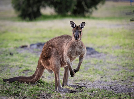 Eastern gray kangaroo hopping across the Australian grasslands