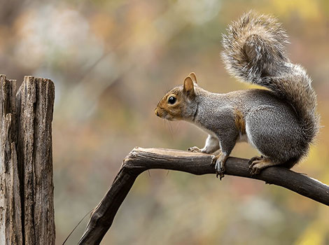 Eastern gray squirrel bushy tail and agility