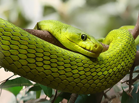 Eastern green mamba venomous snake and camouflage