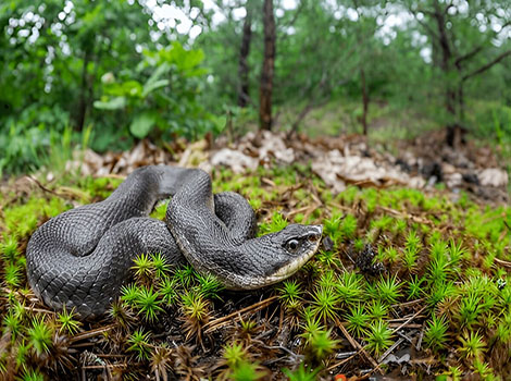 Eastern hognose snake defensive display and mimicry