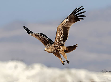 Eastern imperial eagle sharp talons and golden nape