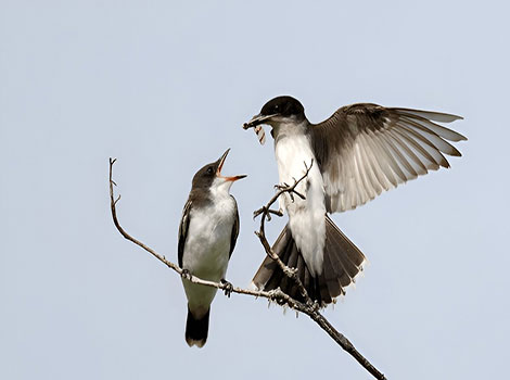 Eastern kingbird black and white plumage and insect-catching ability