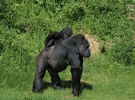 Eastern lowland gorilla family and rainforest habitat