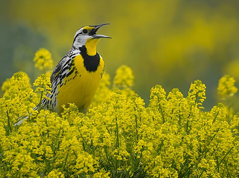 Eastern meadowlark yellow chest and black V marking