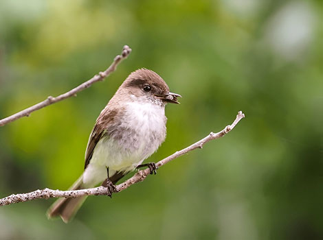 Eastern phoebe perched and tail-wagging behavior