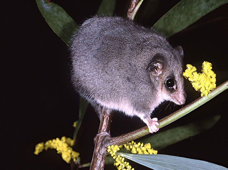 Eastern pygmy possum licking nectar from a flower