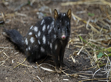 Eastern quoll spotted fur and nocturnal behavior