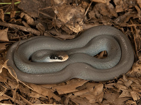 Eastern racer snake speed and defensive behavior