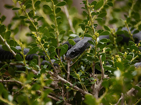 Eastern rat snake climbing ability and rodent control