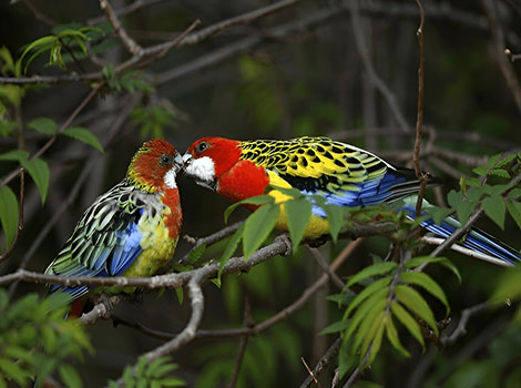 Eastern Rosella perched with multicolored plumage