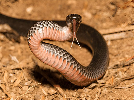 Eastern small-eyed snake nocturnal behavior and glossy black scales